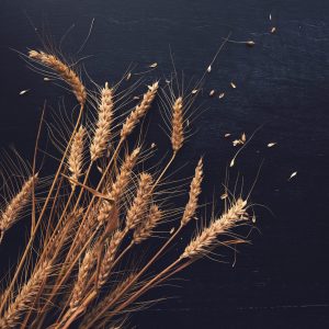 Ears of wheat and grains on dark wooden background